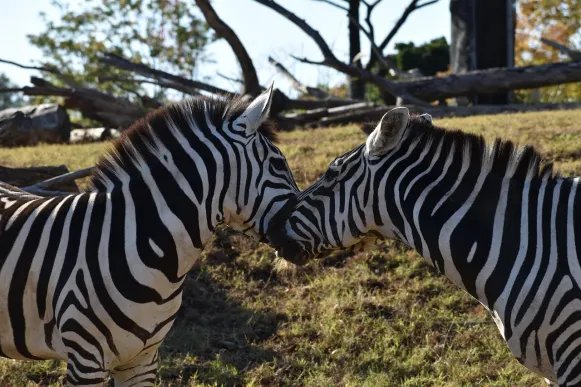 Jet10 Casino Supporto